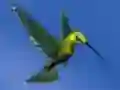 게임 Hummingbird House Escape 온라인
