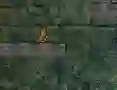 게임 Bunny Adventure 온라인