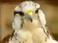 게임 Gyrfalcon Jigsaw 온라인