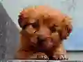 게임 Puppy Puzzle 온라인