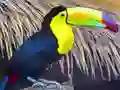 게임 Toucan Bird Jigsaw 온라인