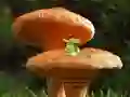 게임 Mushroom Plant Land Escape 온라인
