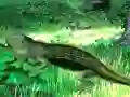 게임 Lizard Forest Escape 온라인