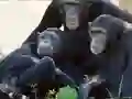 게임 Funny Chimpanzee Jungle Escape 온라인