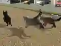게임 Run Cat Cat Race 온라인