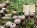 게임 Lycoperdon Mushroom Land Escape 온라인