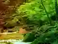 게임 Peaceful Rainbow Forest Escape 온라인