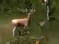 게임 Sniper Hunting Deadly Animal 온라인