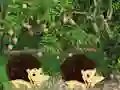 게임 Escape From Mango Farm 온라인