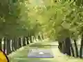 게임 Pair of Cat Escape 온라인