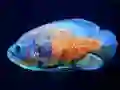게임 Tiger Fish Jigsaw 온라인