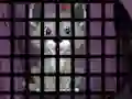 게임 Trapped Wolf Rescue 온라인