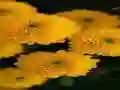 게임 Chrysanthemums Jigsaw 온라인