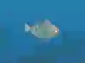 게임 Fish Companions 온라인