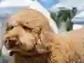 게임 Labradoodle Jigsaw 온라인