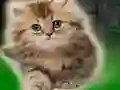 게임 Couple Kitten Escape 온라인
