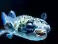 게임 Puffer Fish Jigsaw 온라인