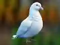 게임 Realistic Pigeon Rescue 온라인
