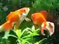 게임 Blue Fish Escape 온라인