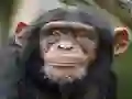 게임 Chimpanzee Jigsaw 온라인