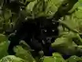 게임 Escape from Black Panther Forest 온라인
