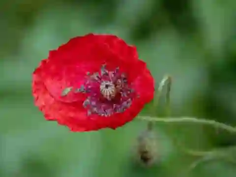 게임 Poppy Nature Flower Jigsaw 온라인