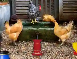 게임 Poultry Farm Easter Escape 온라인