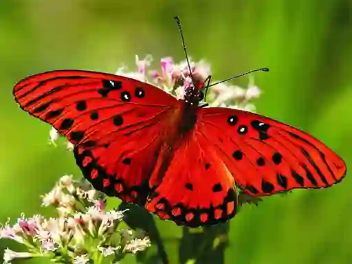 게임 Nature Jigsaw Puzzle Butterfly 온라인