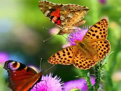 게임 Butterfly Slide 온라인
