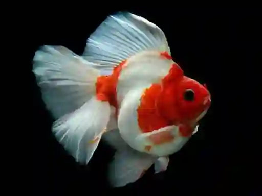 게임 Gold Fish Jigsaw Puzzle 온라인