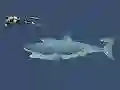 게임 Mad Shark 온라인