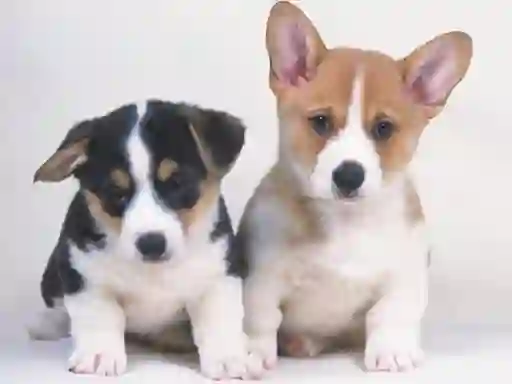 게임 Cute Puppies Puzzle 온라인