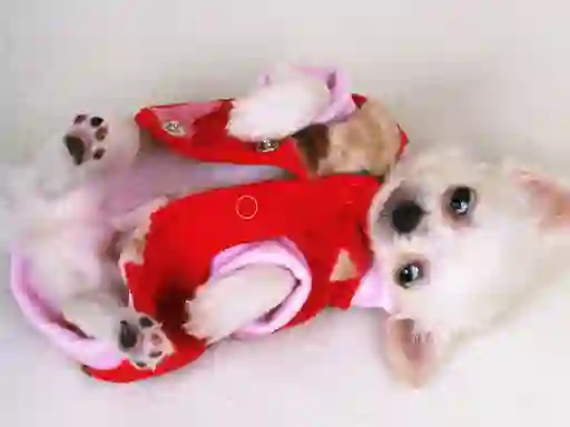게임 Lovely Puppy Slide 온라인