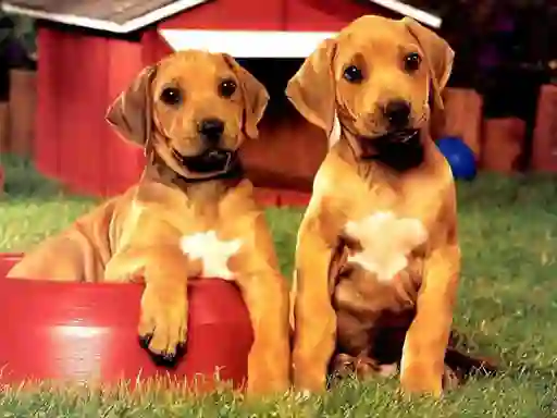 게임 Puppy Pairs Puzzle 온라인