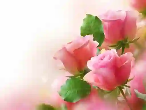 게임 Pink Roses 온라인