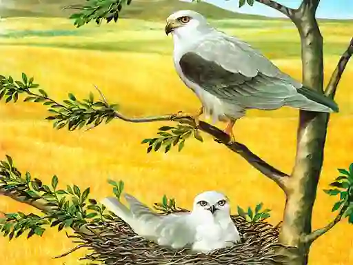 게임 Birds Of Prey Puzzle 온라인