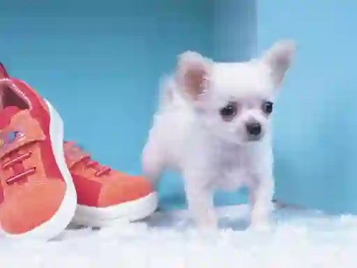 게임 Lovely Puppy Puzzle 온라인