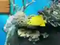 게임 Big fish eats small 온라인