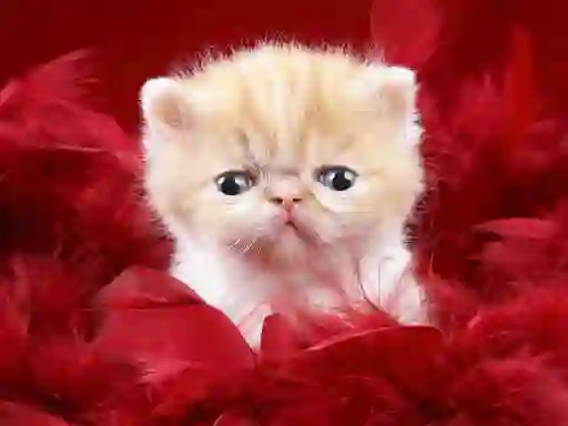 게임 Funny Kitty 온라인