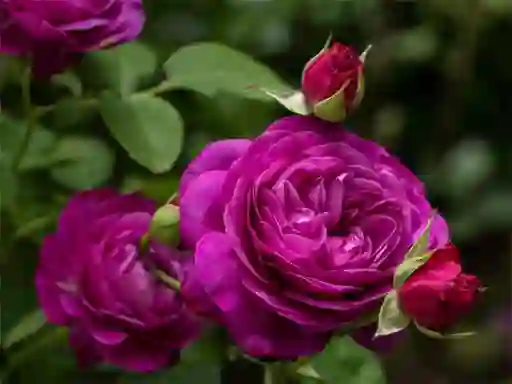 게임 Purple Roses 온라인