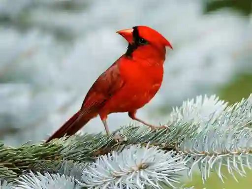 게임 Birds Puzzle 온라인