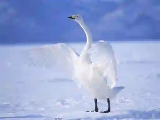 게임 Graceful Swans 온라인