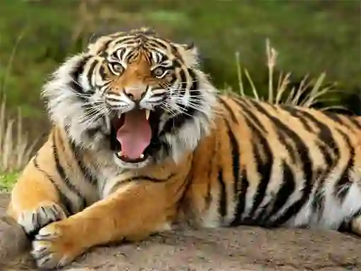 게임 Animals Jigsaw Puzzle Tiger 온라인