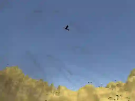 게임 Toucan Shooter 온라인