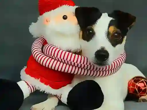 게임 Funny Christmas Dogs 온라인