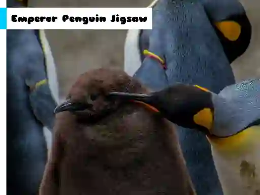 게임 Emperor Penguin Jigsaw 온라인
