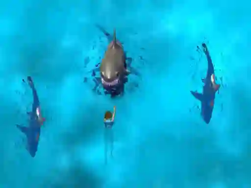 게임 Avoid the Sharks 온라인