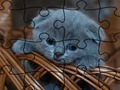 게임 직소 퍼즐: 고양이 온라인