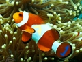 게임 수중 숨은 숫자 온라인
