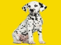 게임 Phantom Pups 직소 퍼즐  온라인